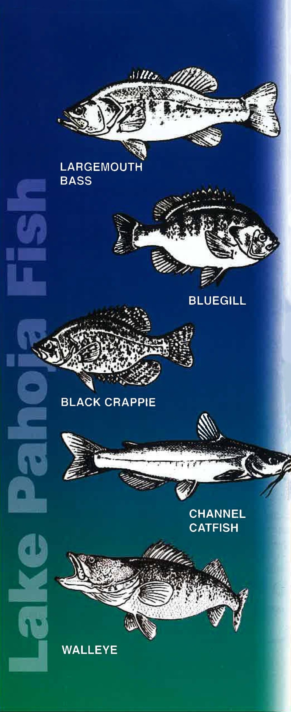 A list of fish in Lake Pahoja: largemouth bass, bluegill, black crappie, yellow perch, channel catfish, black bullhead, and white amur.