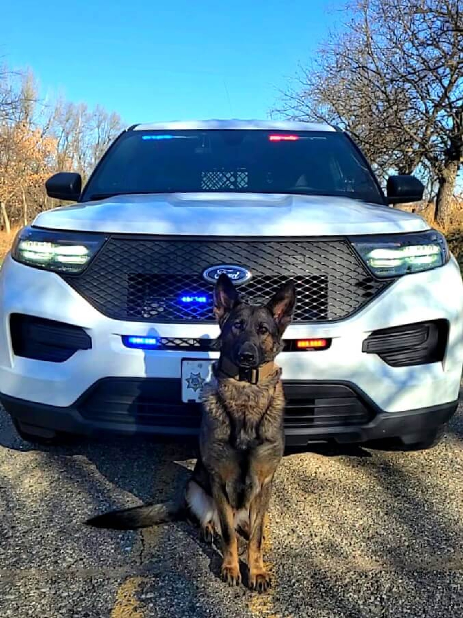 Versa, the Lyon County's K9 added in 2022 for narcotic detection.